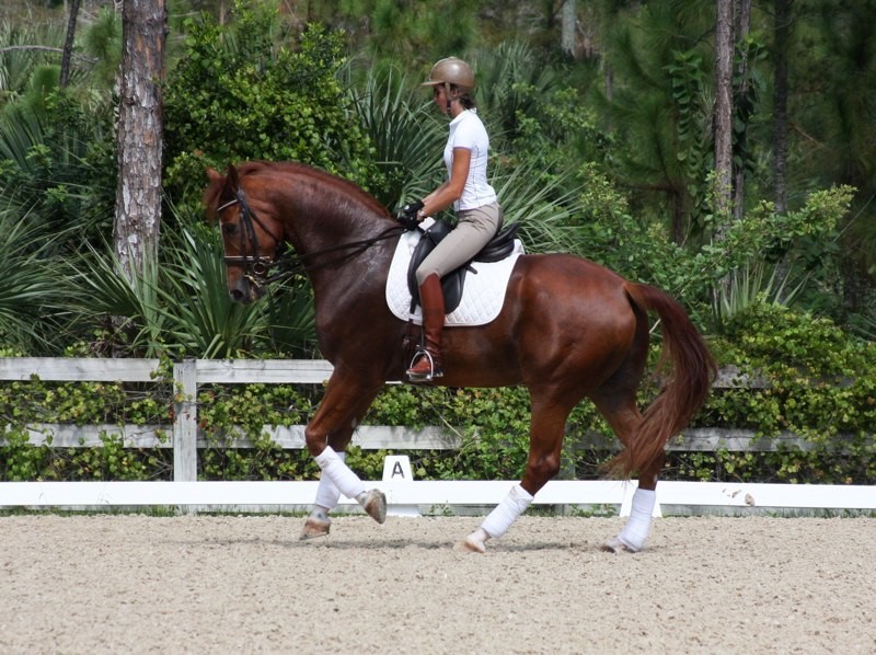 horse riding lessons Wellington and Loxahatchee fl