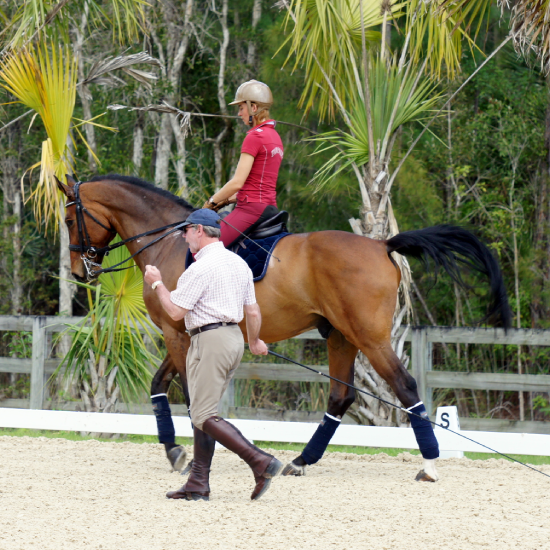 Beginner horse riding lessons