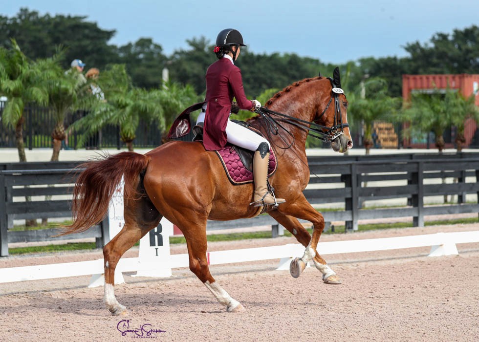 Leg and Hand Coordination in Riding
