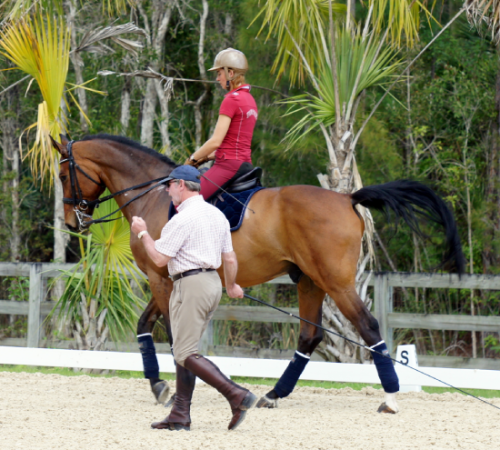 Private horse riding lessons Beginner horse riding lessons